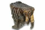 Fossil Juvenile Woolly Mammoth Molar - Nice Roots! #259869-3